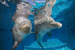 Clearwater Aquarium_Hope and Winter